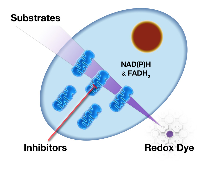 Biolog: shema tehnologije za raziskave mitohondrijskega delovanja z MitoPlate ploščami na nivoju sesalčjih celic