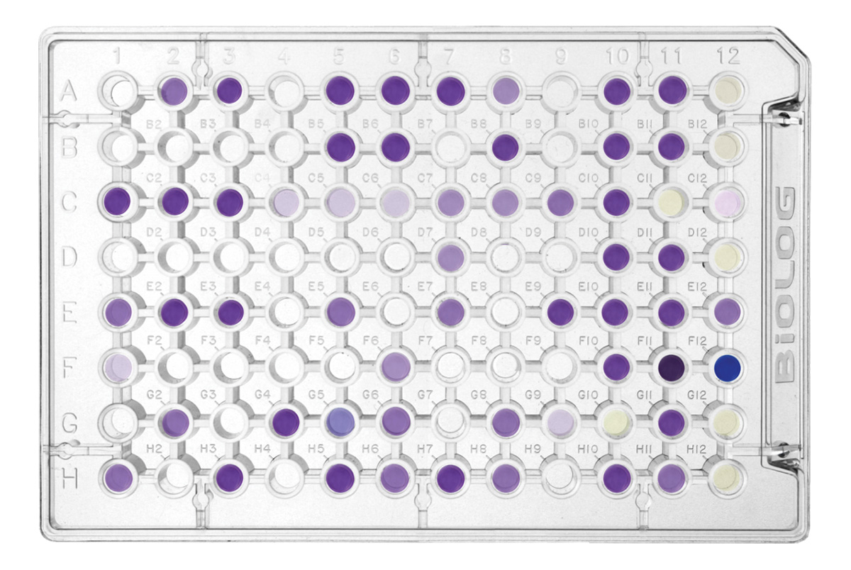 Biolog: GENIII mikroplošča za identifikacijo in fenotipizacijo bakterij